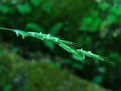 Melica smithii