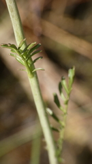 Cardamine raphanifolia