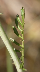 Cardamine raphanifolia