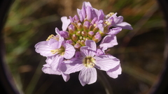 Cardamine raphanifolia