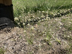 Arabidopsis thaliana