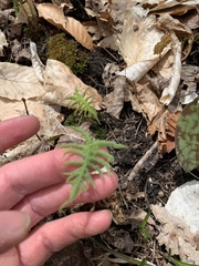 Phegopteris connectilis
