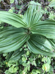 Veratrum californicum