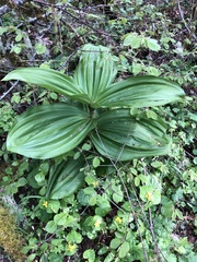 Veratrum californicum