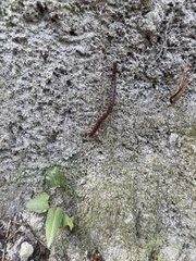 Rhysida longipes