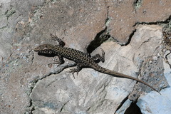 Podarcis muralis maculiventris