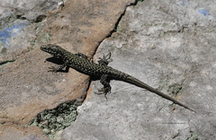 Podarcis muralis maculiventris