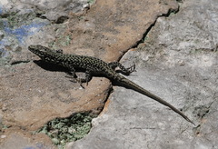 Podarcis muralis maculiventris