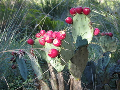 Opuntia chisosensis
