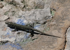 Podarcis muralis maculiventris