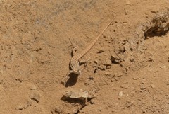 Liolaemus nigromaculatus