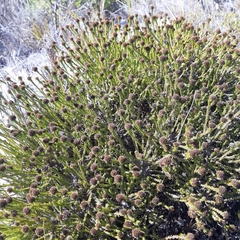 Stoebe capitata
