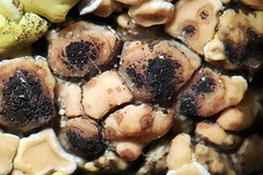 Stigmidium squamariae