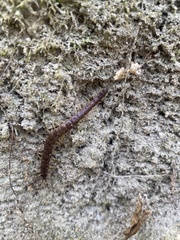 Rhysida longipes