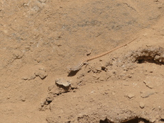 Liolaemus nigromaculatus