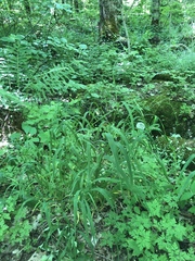 Melica smithii