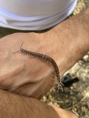 Rhysida longipes