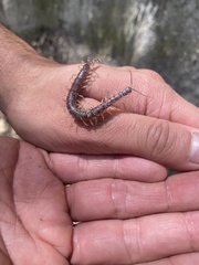 Rhysida longipes