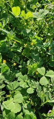 Medicago arabica