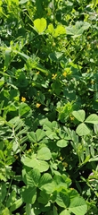 Medicago arabica