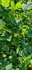 Medicago arabica