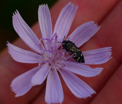 Acmaeodera ornata