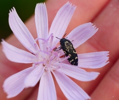 Acmaeodera ornata