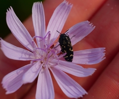 Acmaeodera ornata