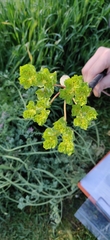 Euphorbia helioscopia
