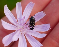 Acmaeodera ornata