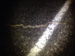 Bogertophis subocularis