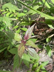 Eupatorieae