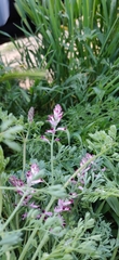 Fumaria officinalis