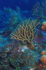 Iciligorgia schrammi