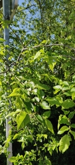 Ulmus minor