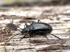 Tarpela micans