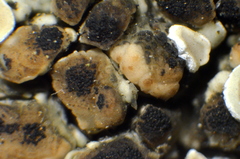 Stigmidium squamariae