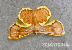 Opisthoxia cassandra