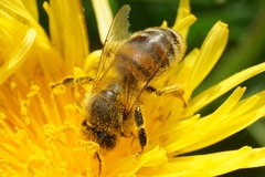Apis mellifera