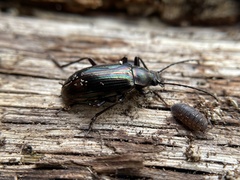 Tarpela micans