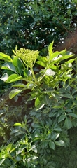 Sambucus nigra