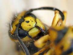 Vespula germanica
