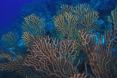 Iciligorgia schrammi