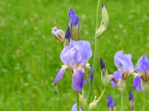 Image of Iris mesopotamica by (c) Duarte Frade, some rights reserved (CC BY)