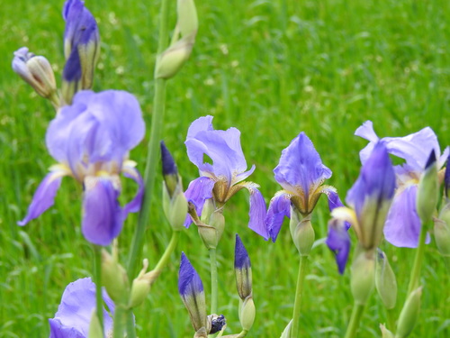 Image of Iris mesopotamica by (c) Duarte Frade, some rights reserved (CC BY)