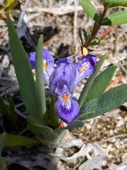 Iris lacustris