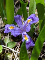 Iris lacustris