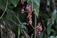 Cyrtochilum orgyale