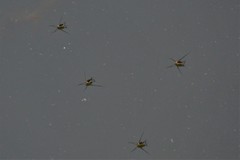 Trepobates subnitidus