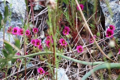Diplacus kelloggii